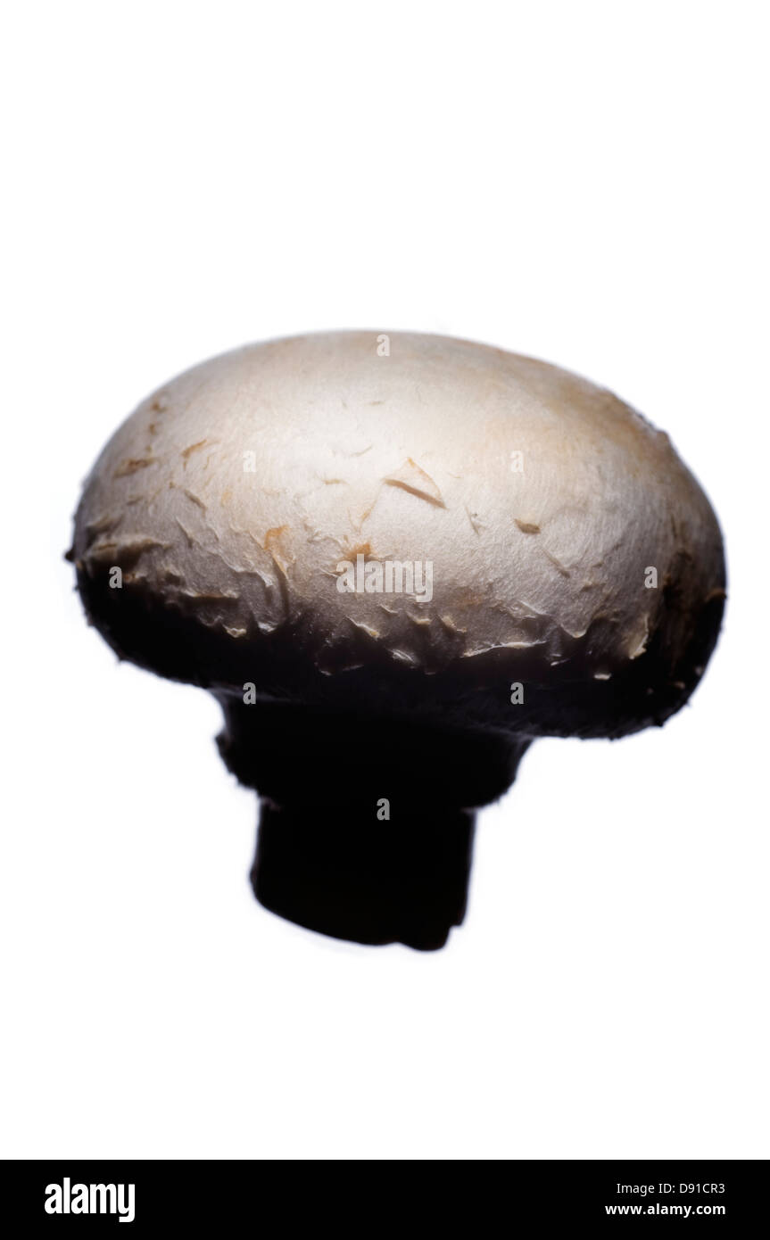 Edible mushrooms against white background Stock Photo