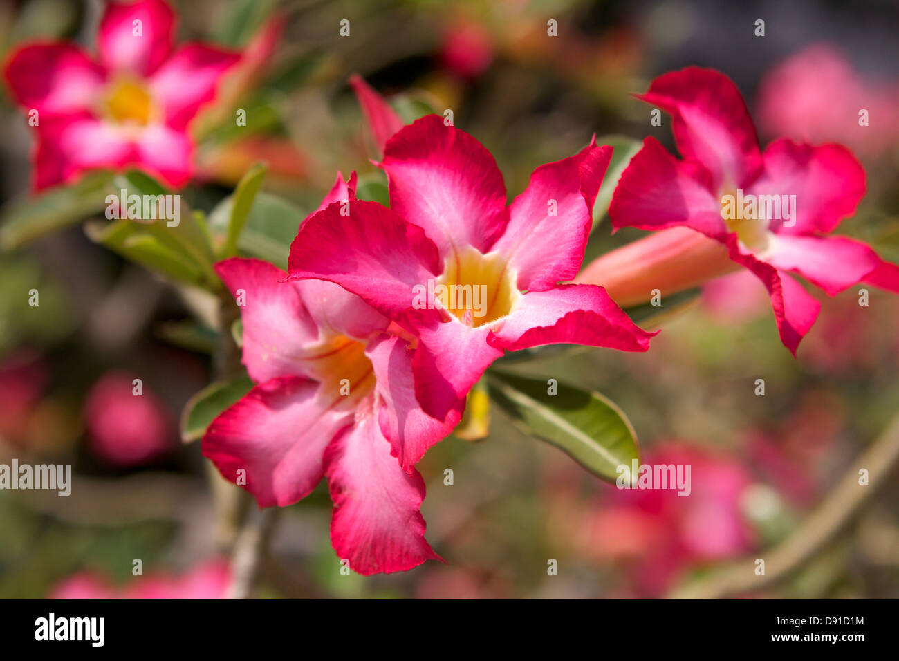 Bright pink flower in a Burmese garden in Yangon Stock Photo Alamy