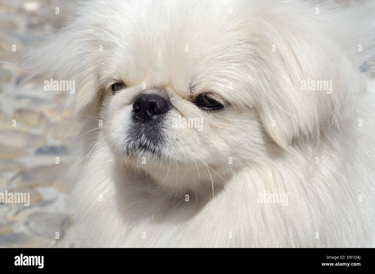 Pekingese hires stock photography and images Alamy