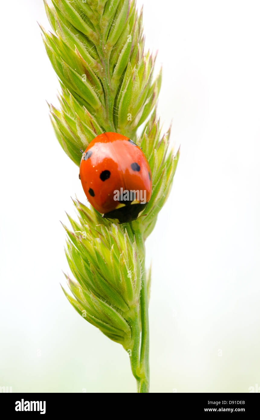 macro picture of a ladybug on a plant Stock Photo - Alamy