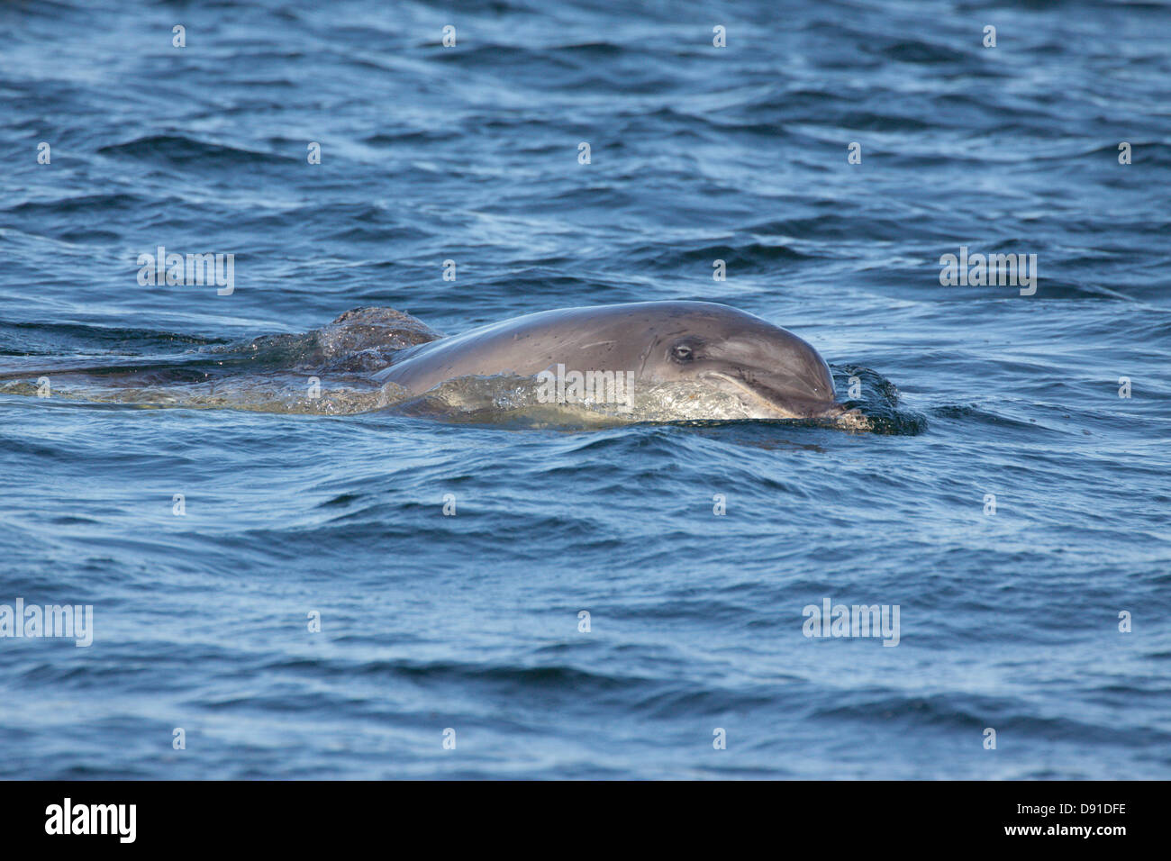 Bottlenose Dolphin (Tursiops truncatus), Moray Firth, Scotland, UK Stock Photo