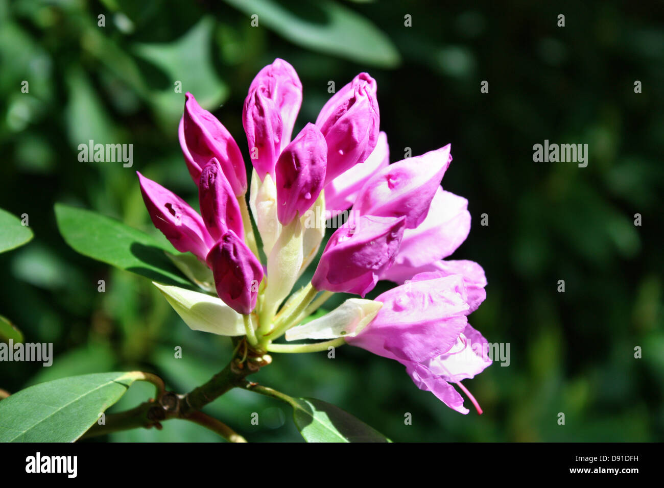 Blooming rhododendron violet Stock Photo