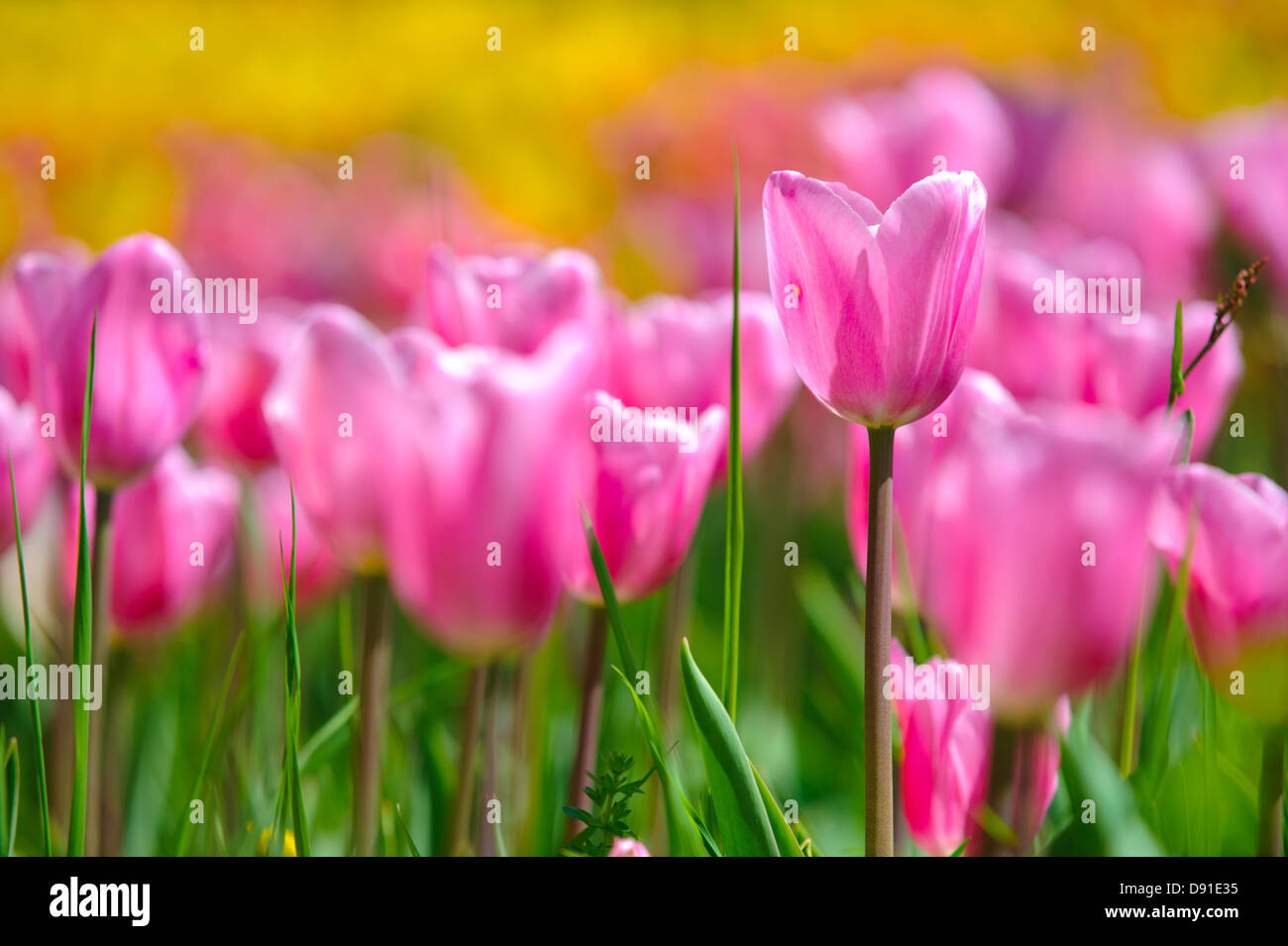 Group tulips in blossom hi-res stock photography and images - Alamy