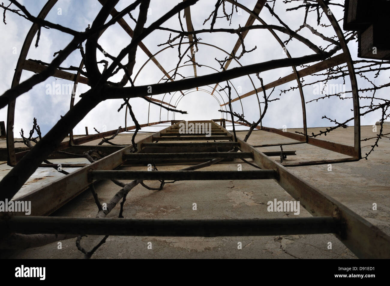 Tree branches tangled around rusty wall mounted iron ladder with safety railing. Stock Photo