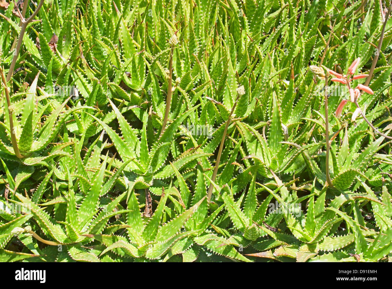 Natural aloe vera plants to heal wounds Stock Photo - Alamy
