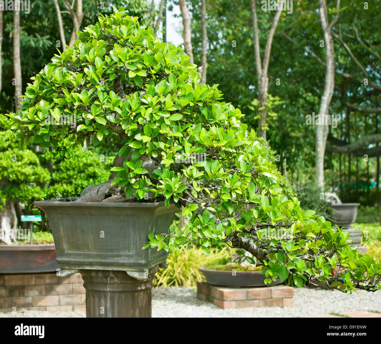 Bonsai trees, small shrubs, greenery in pots. Stock Photo