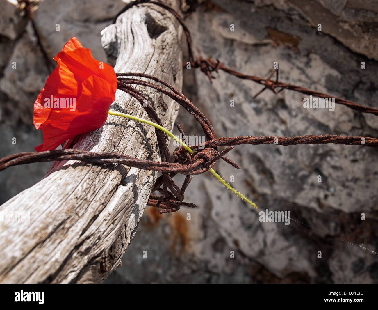 Conceptual image about struggle for freedom, is represented with red poppy flower and rusty barbed wire. Stock Photo