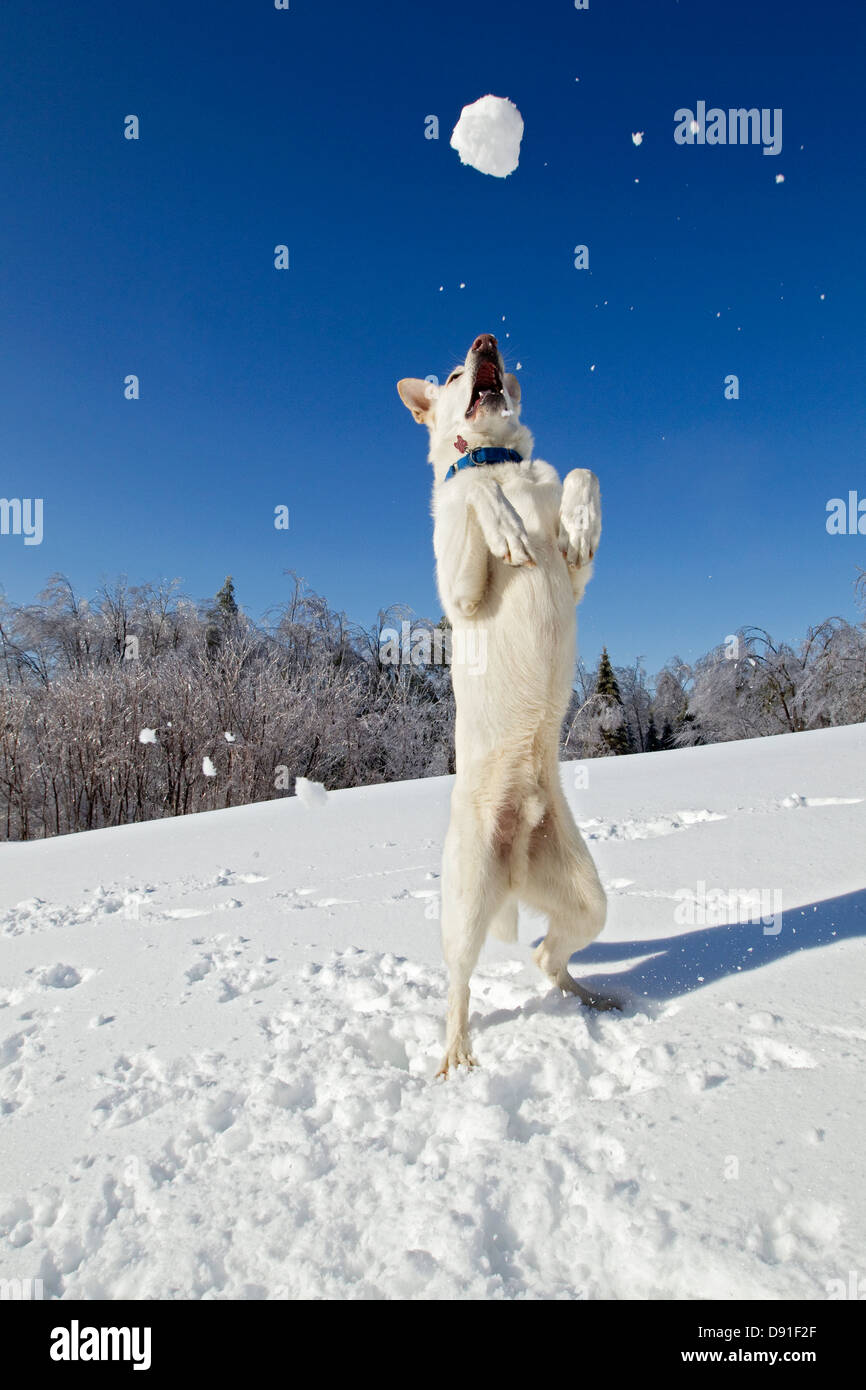 White German shepherd dog leaps to catch a snowball in the snow Stock