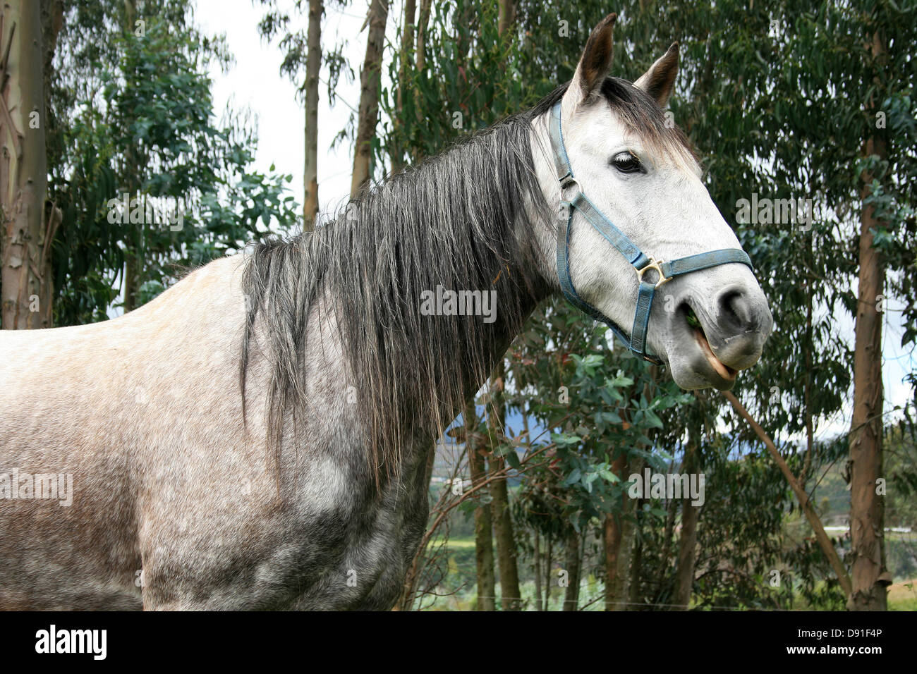 A white horse grazing in a farmers field in Cotacachi, Ecuador Stock Photo