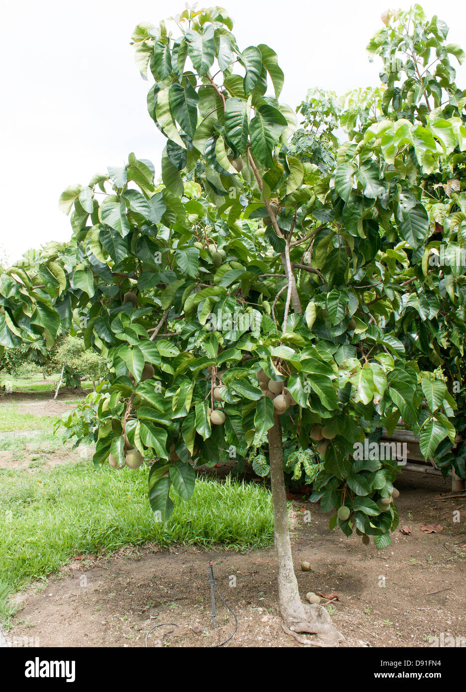 Santol Tree Green Santol fruit on tree Stock Photo Alamy