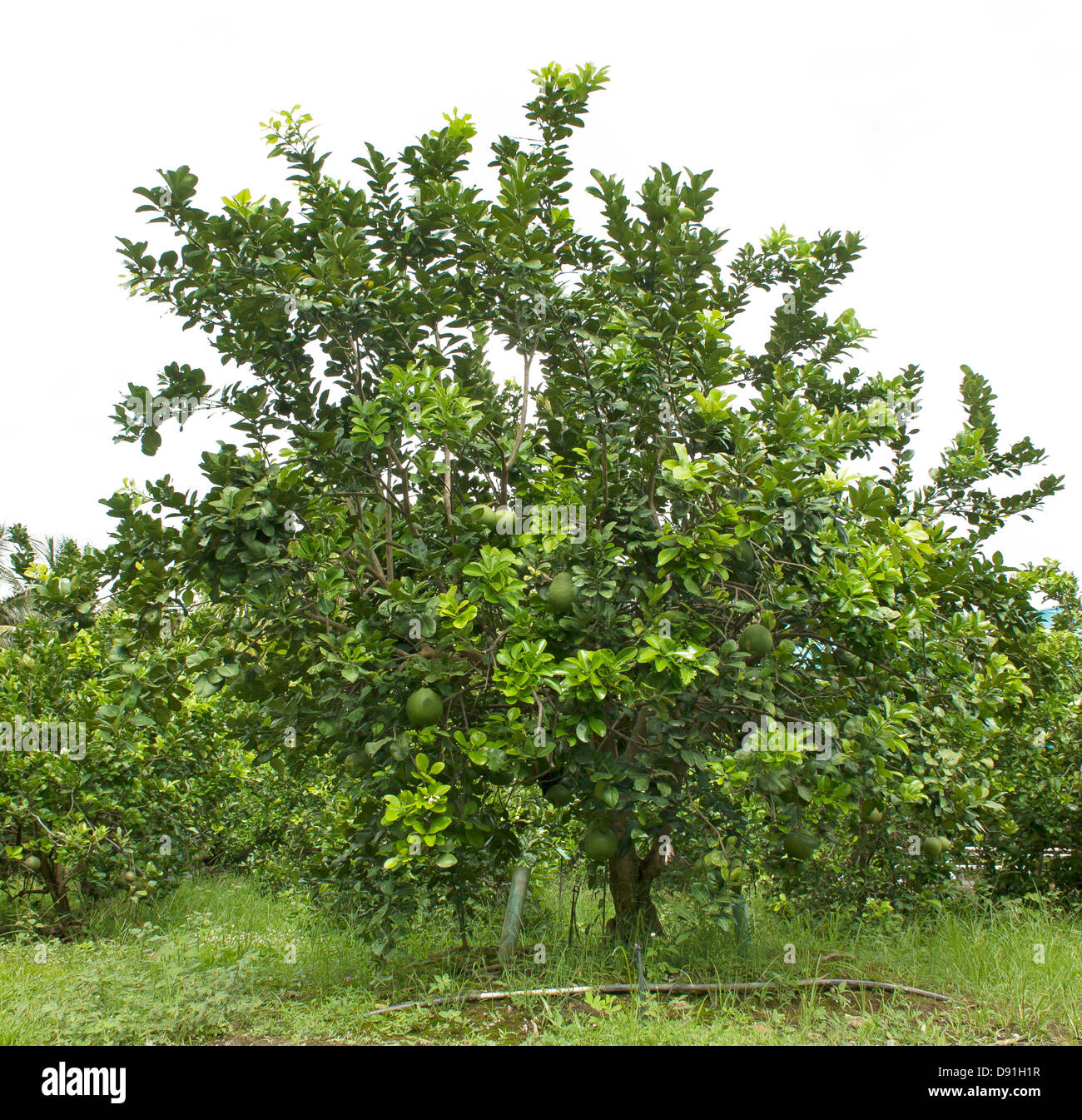 Pomelo fruit tree in the garden green Stock Photo Alamy