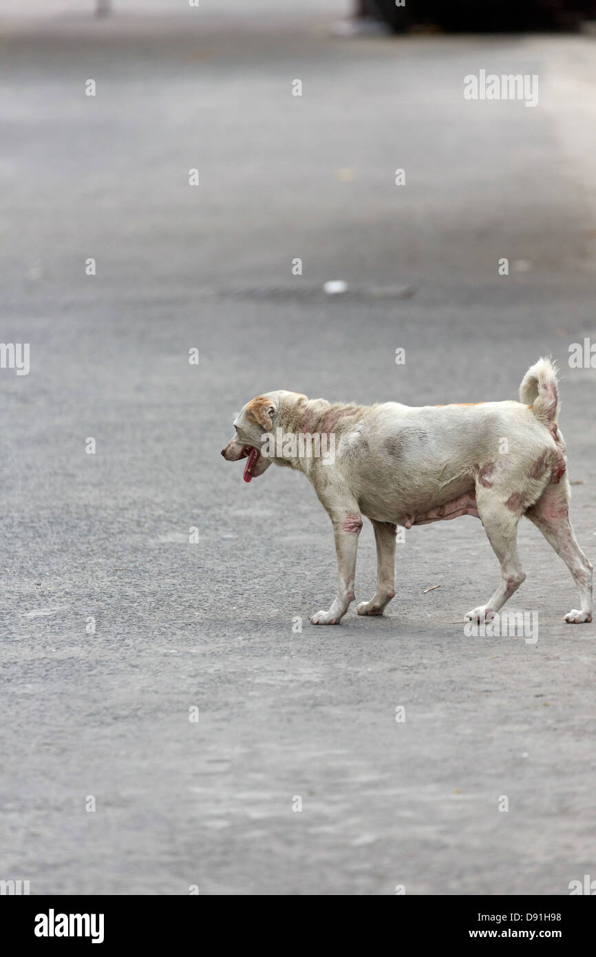 Dog in the Streets of Manila, Philippines Stock Photo Alamy