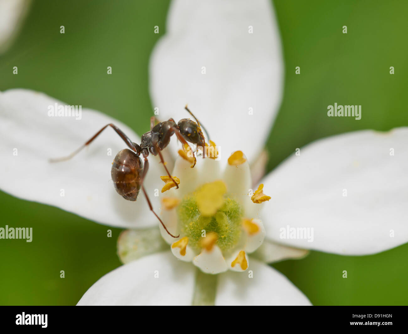 Ant feeding on flowering plant Stock Photo Alamy