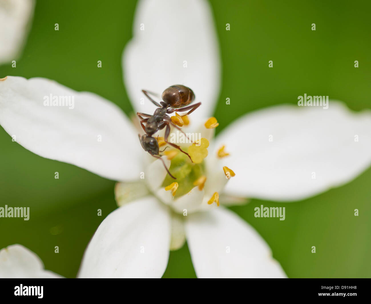 Ant feeding on flowering plant Stock Photo Alamy