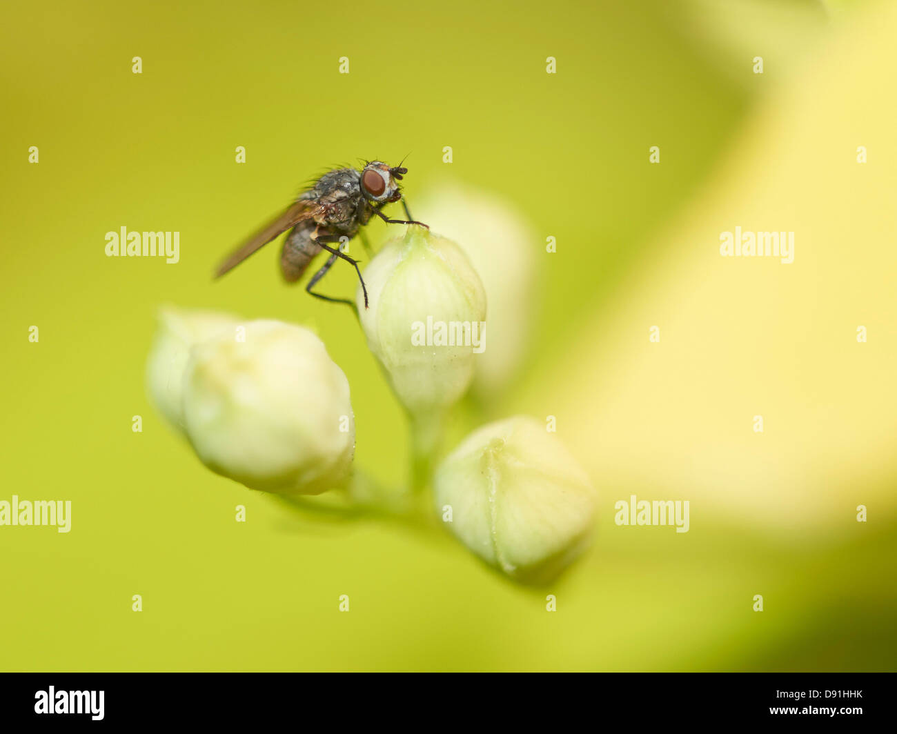 Housefly on plant. Stock Photo