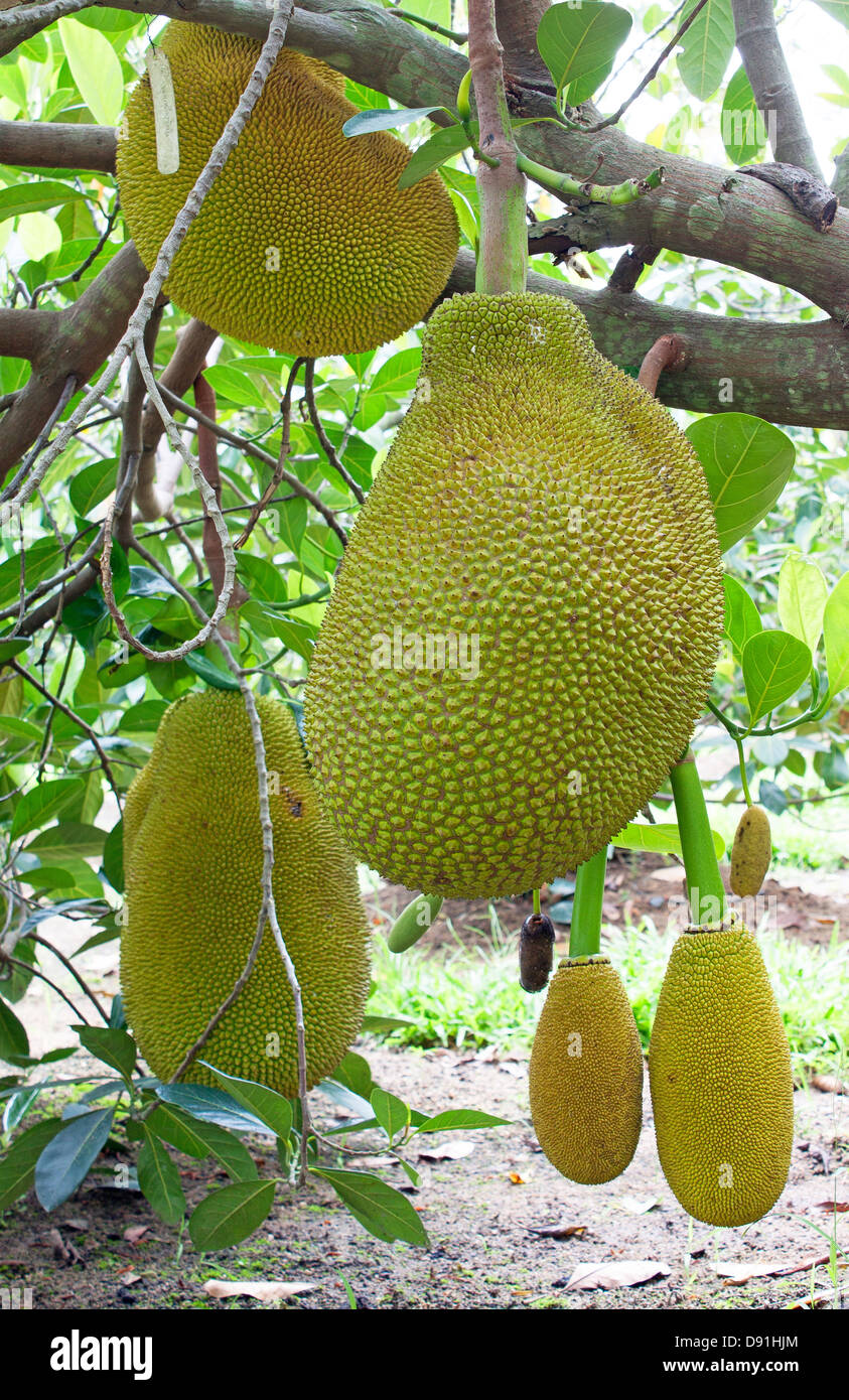Jackfruit tree Jackfruit hanging fruit sweetened soft green fruit. Stock Photo