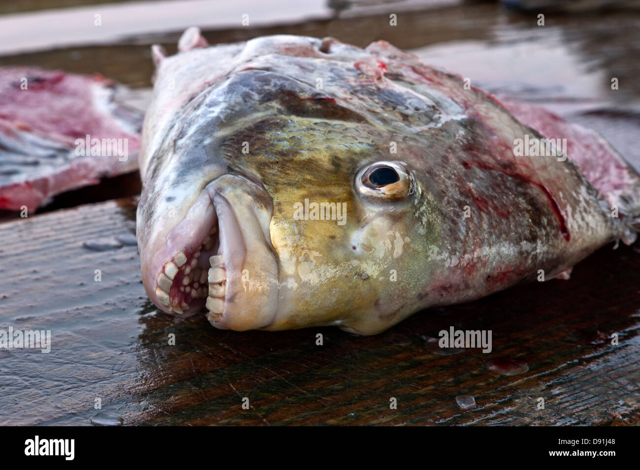 Severed head, Sheepshead fish. Stock Photo