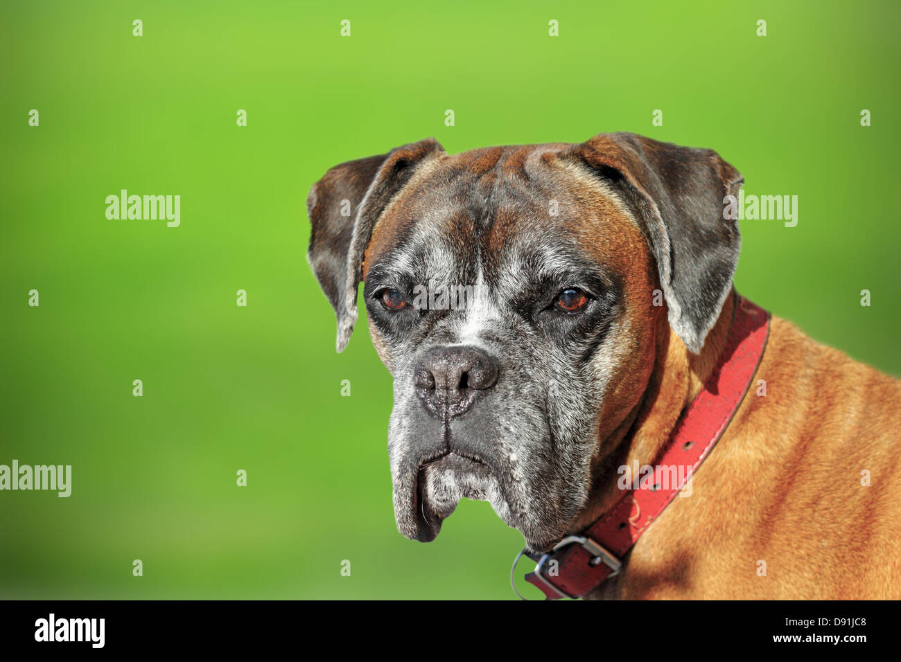 old boxer breed - portrait over green defocused background Stock Photo