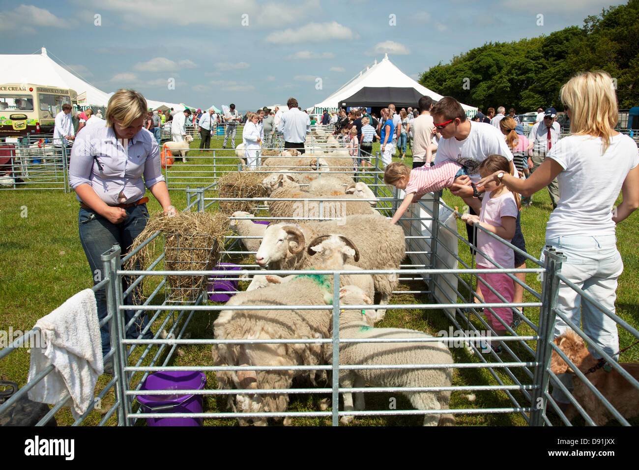 Farnley Tyas, West Yorkshire, U.K. 8th June 2013. Livestock at this