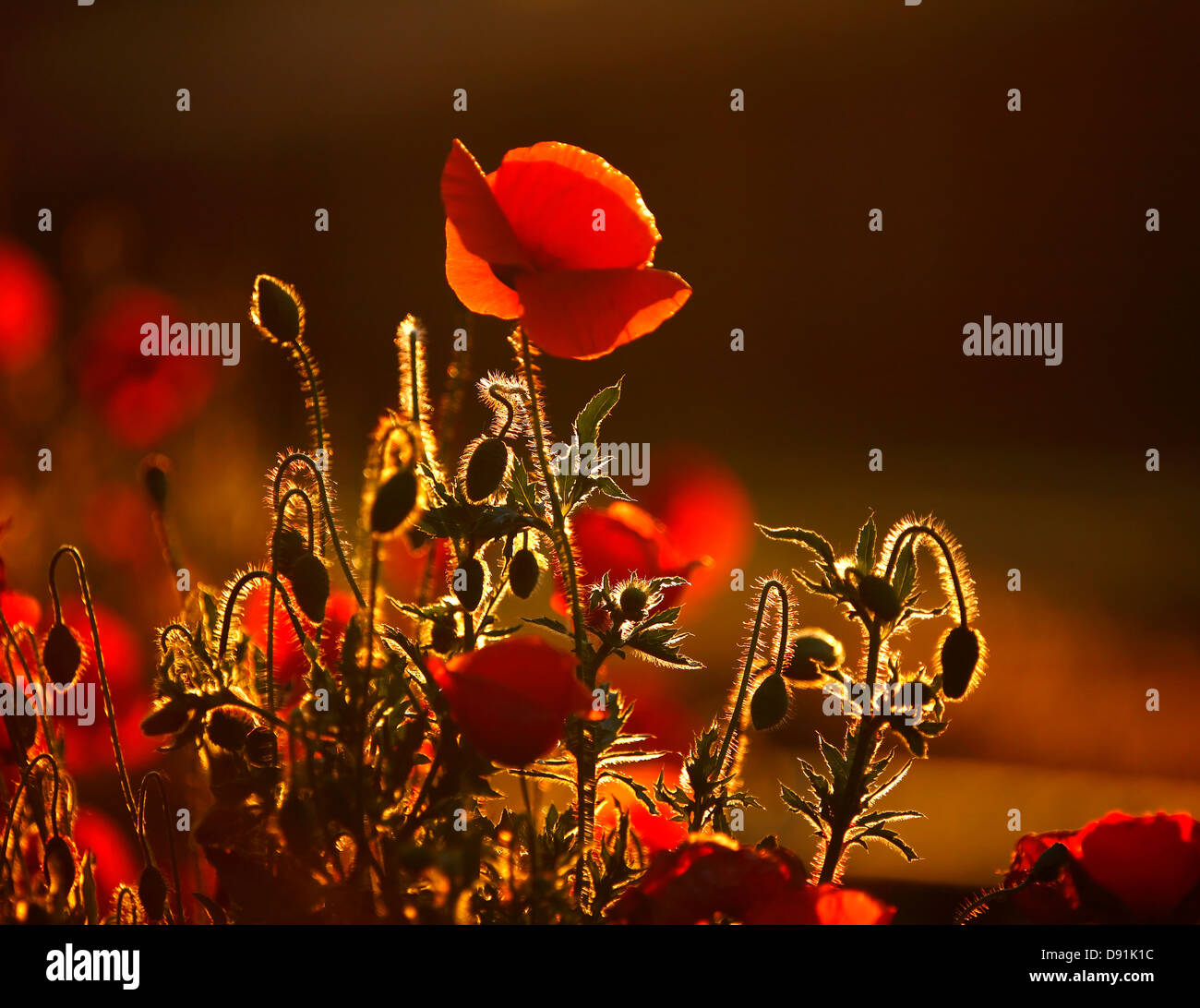 Poppy silhouette hi-res stock photography and images - Alamy