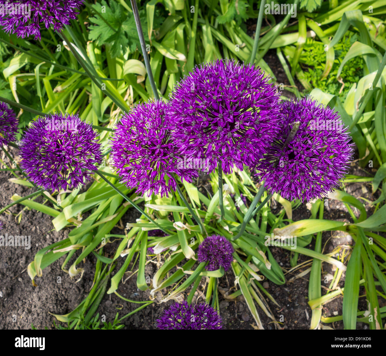 Purple Allium Hollandium  Onion Family of Plants Stock Photo