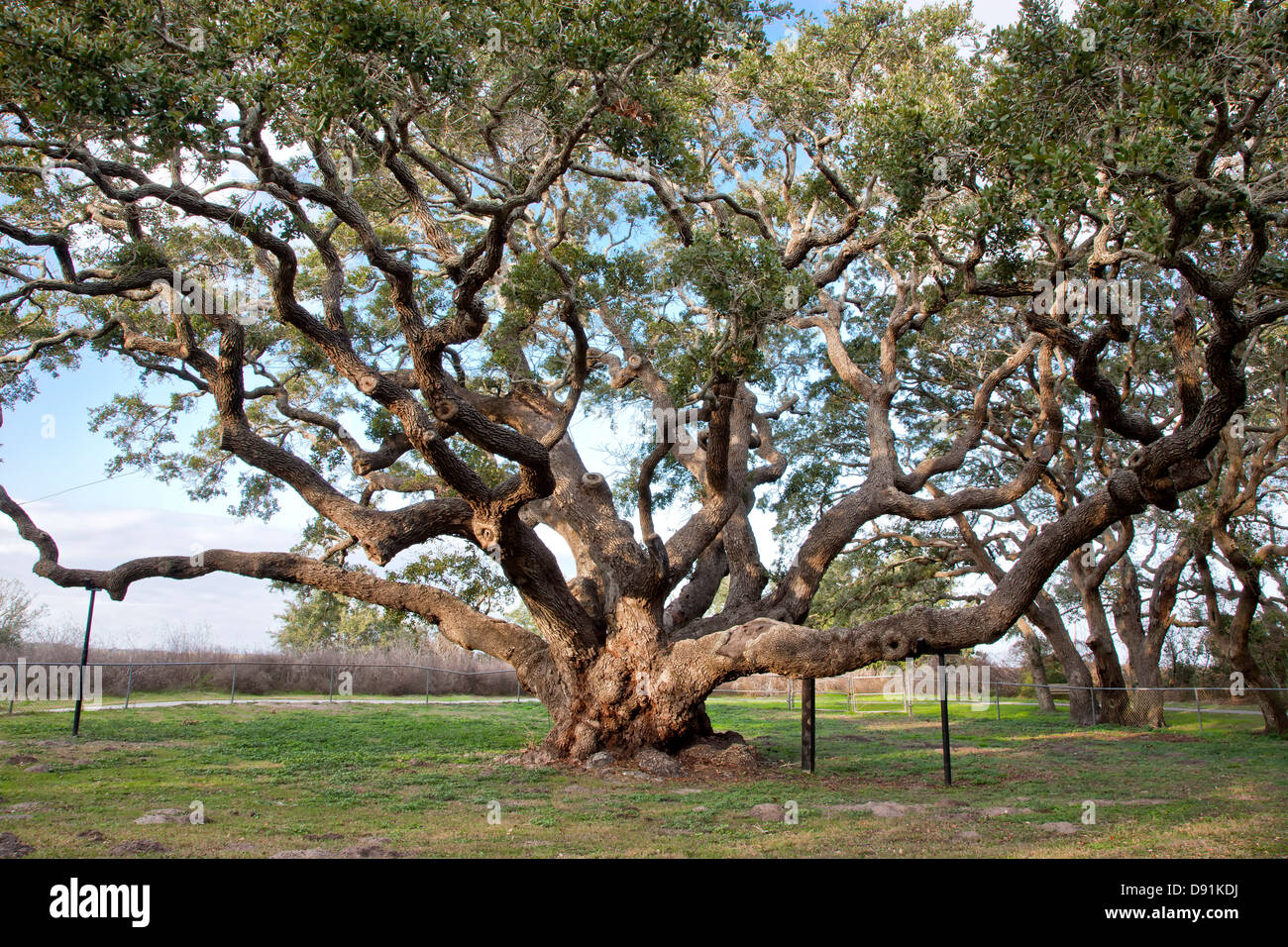 Big Tree, Coastal Live Oak tree. Stock Photo