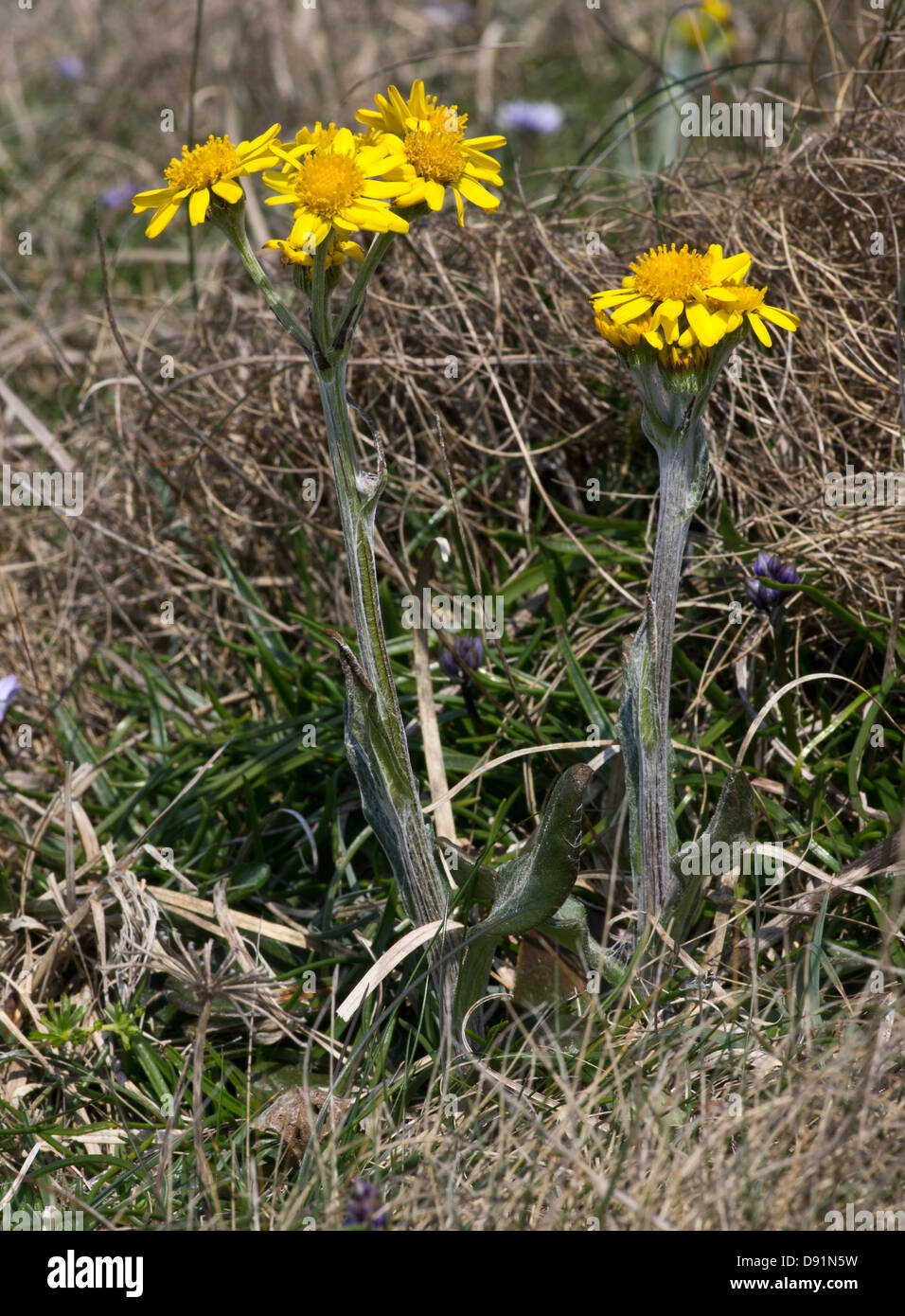 This sub species of this scarce plant is only found on Anglesey, Wales. Stock Photo