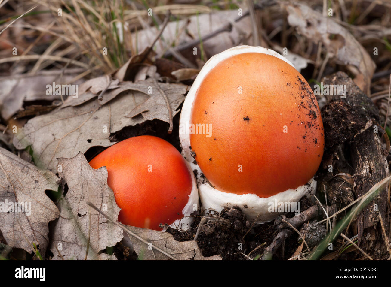 Young Caesar's Mushrooms in autumn forest Stock Photo