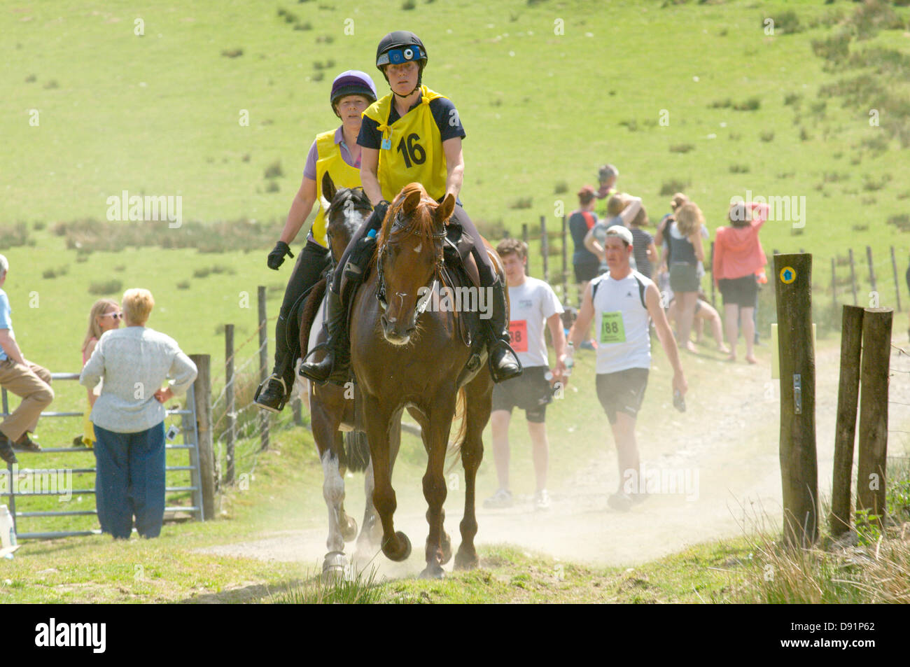 Llanwrtyd Wells, UK. 8th June 2013. Over 400 runners compete against 65 horses in the Man V Horse 23 mile marathon, over gruelling mountainous terrain.The event was conceived by Gordon Green at his pub the Neuadd Arms in 1980 upon overhearing a discussion whether a man was equal to a horse running cross country over distance. The cash prize for beating a horse was increased each year by £1,000 until Huw Lobb won £25,000 in 2004 beating the first horse by 2 mins with a time of 2:05:19. Credit: Graham M. Lawrence/Alamy Live News. Stock Photo