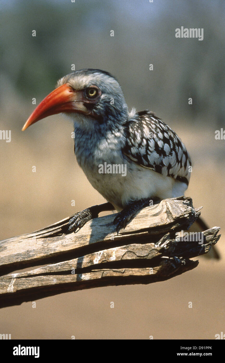 Southern red-billed hornbill (Tockus erythrorhynchus), Klaserie Nature Reserve, Republic of South Africa Stock Photo