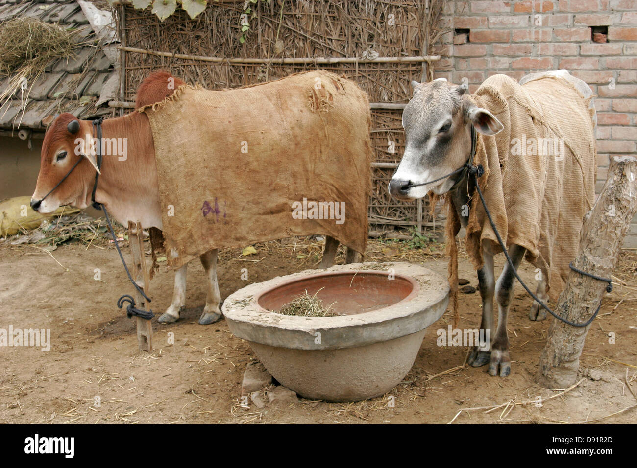 Cows covered with wraps, Bangladesh Stock Photo