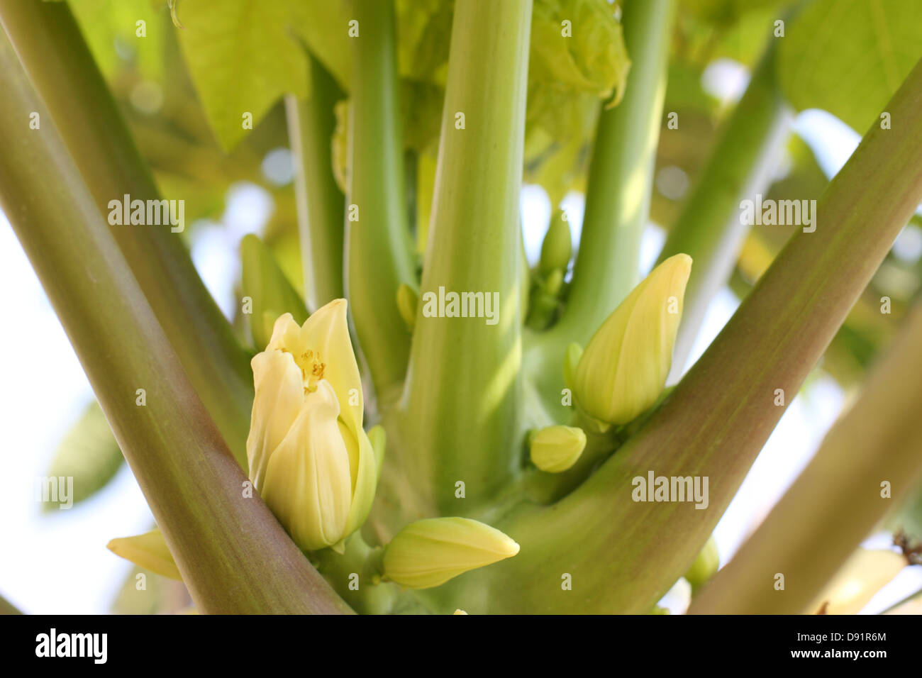 Papaya blossoms, Kinmen County, Taiwan Stock Photo Alamy