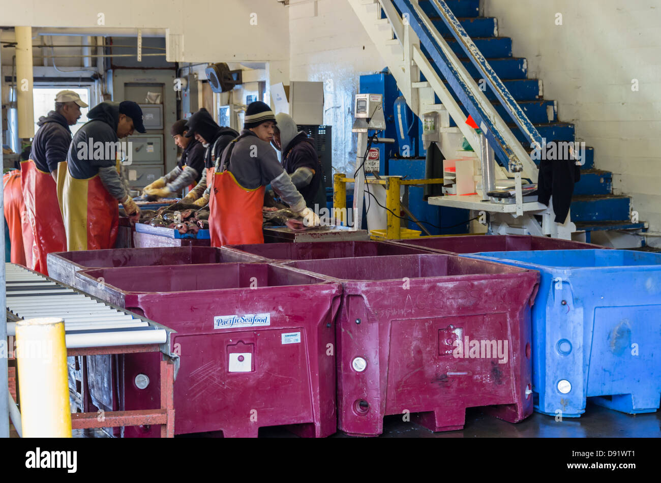Newport Oregon United States. Workers processing freshly caught fish