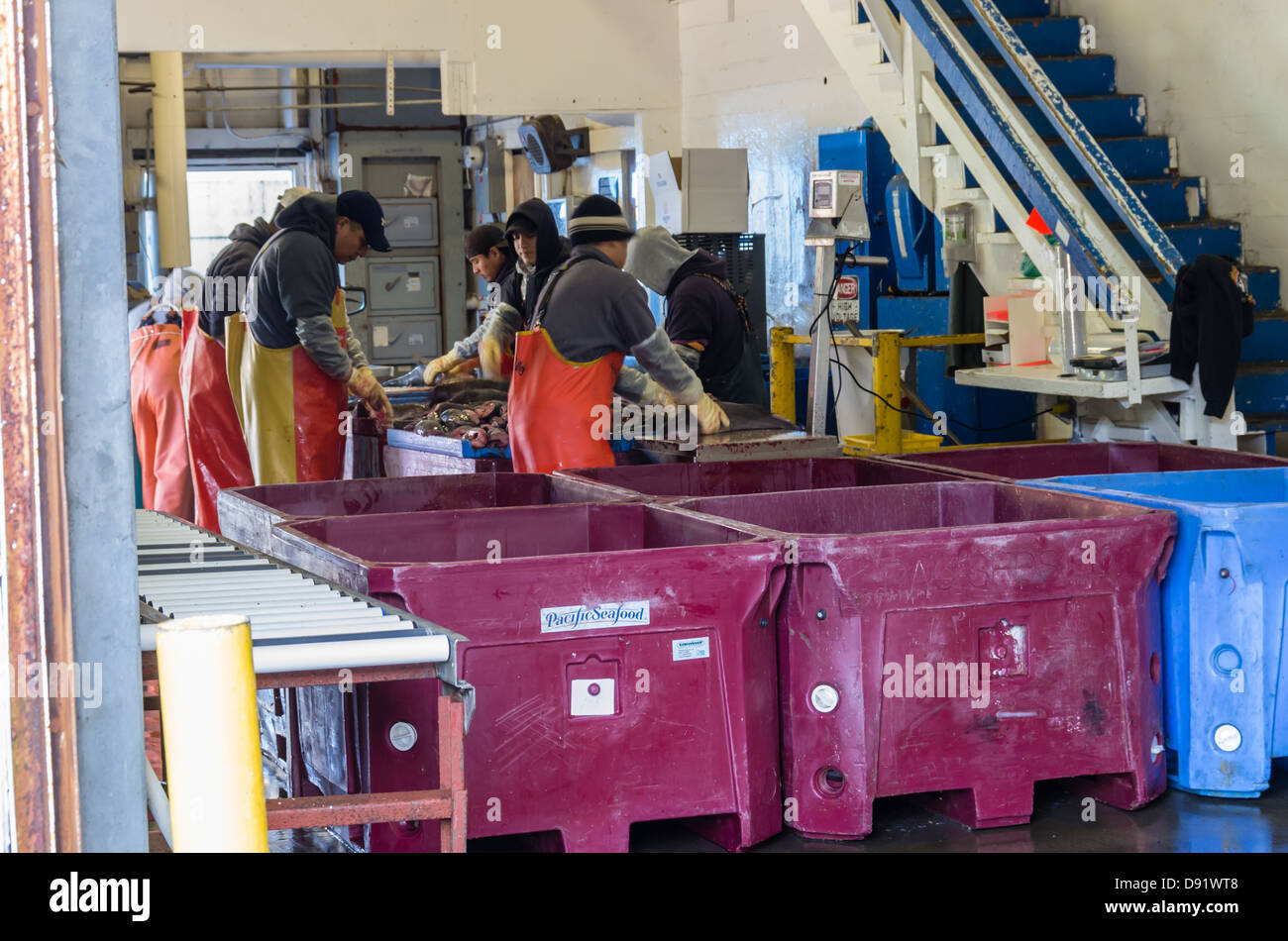 Newport Oregon United States. Workers processing freshly caught fish
