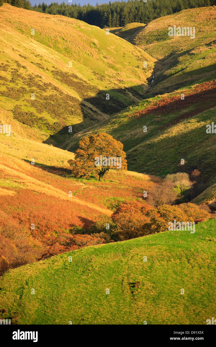 Autumn in rural countryside Tywi Valley Carmarthenshire Wales Stock Photo