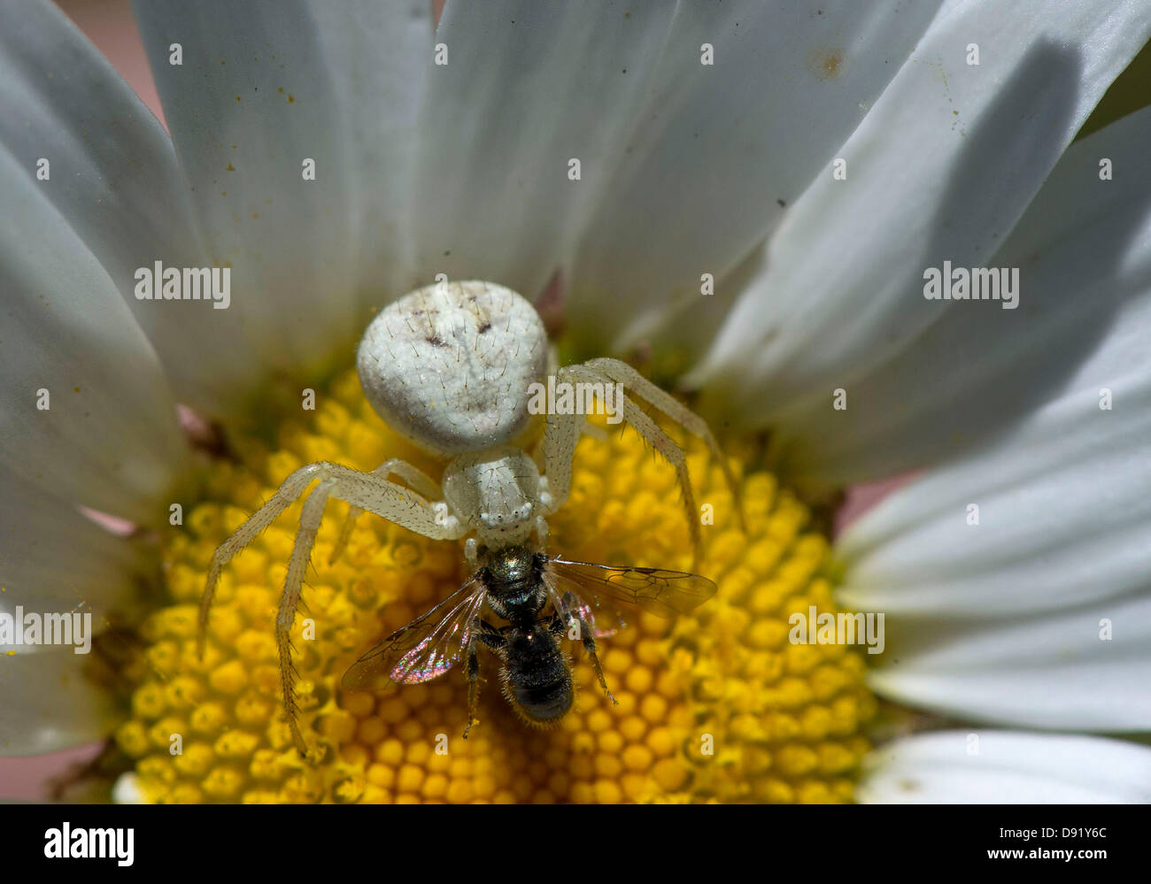 Small Flying Insect High Resolution Stock Photography and Images - Alamy