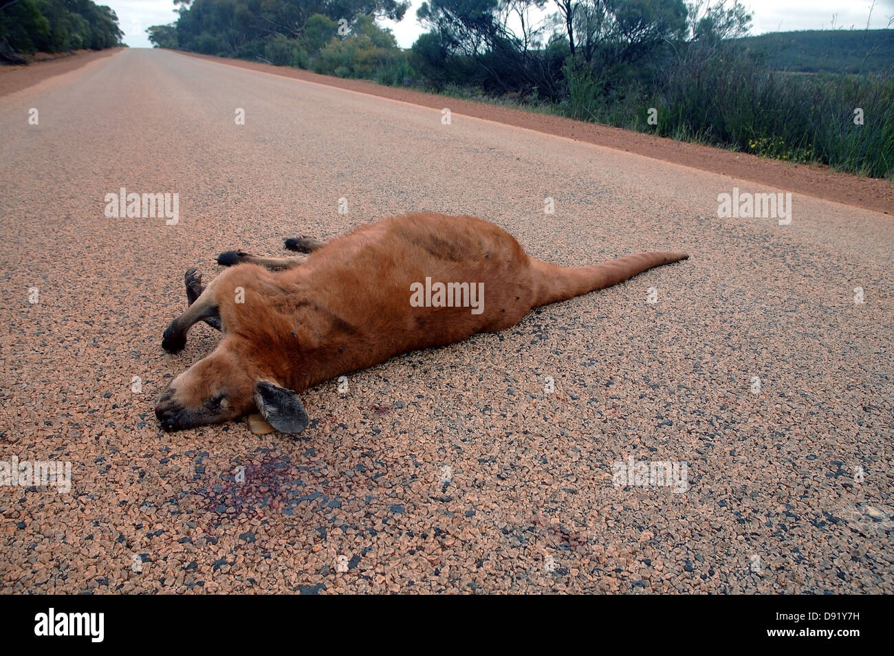 Large kangaroo (Macropus sp.) killed on road, Western Australia Stock Photo