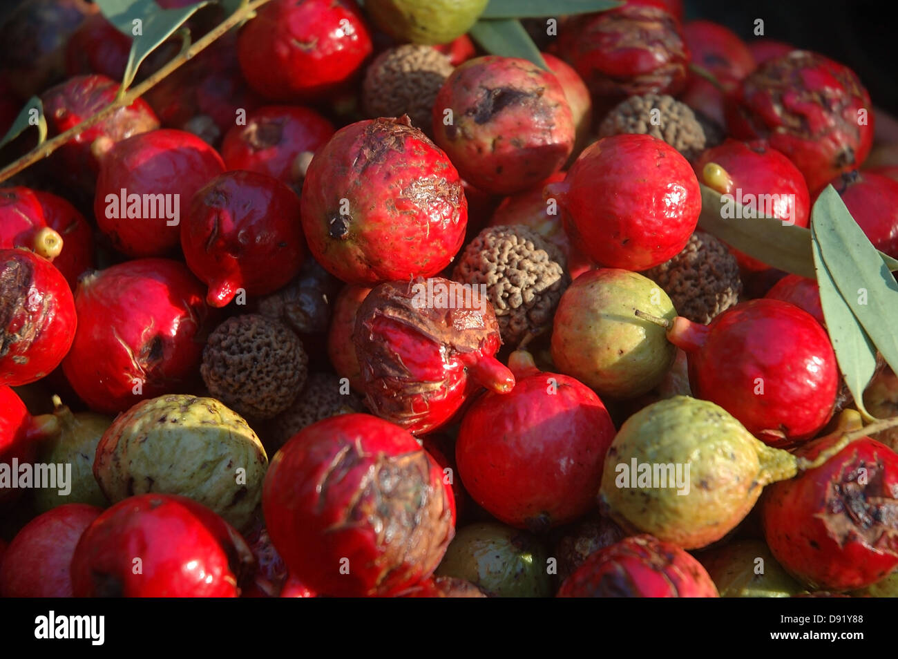 Red Quandong (Santalum acuminatum) fruit, native Australian bush food, very vitamin C Stock Photo - Alamy