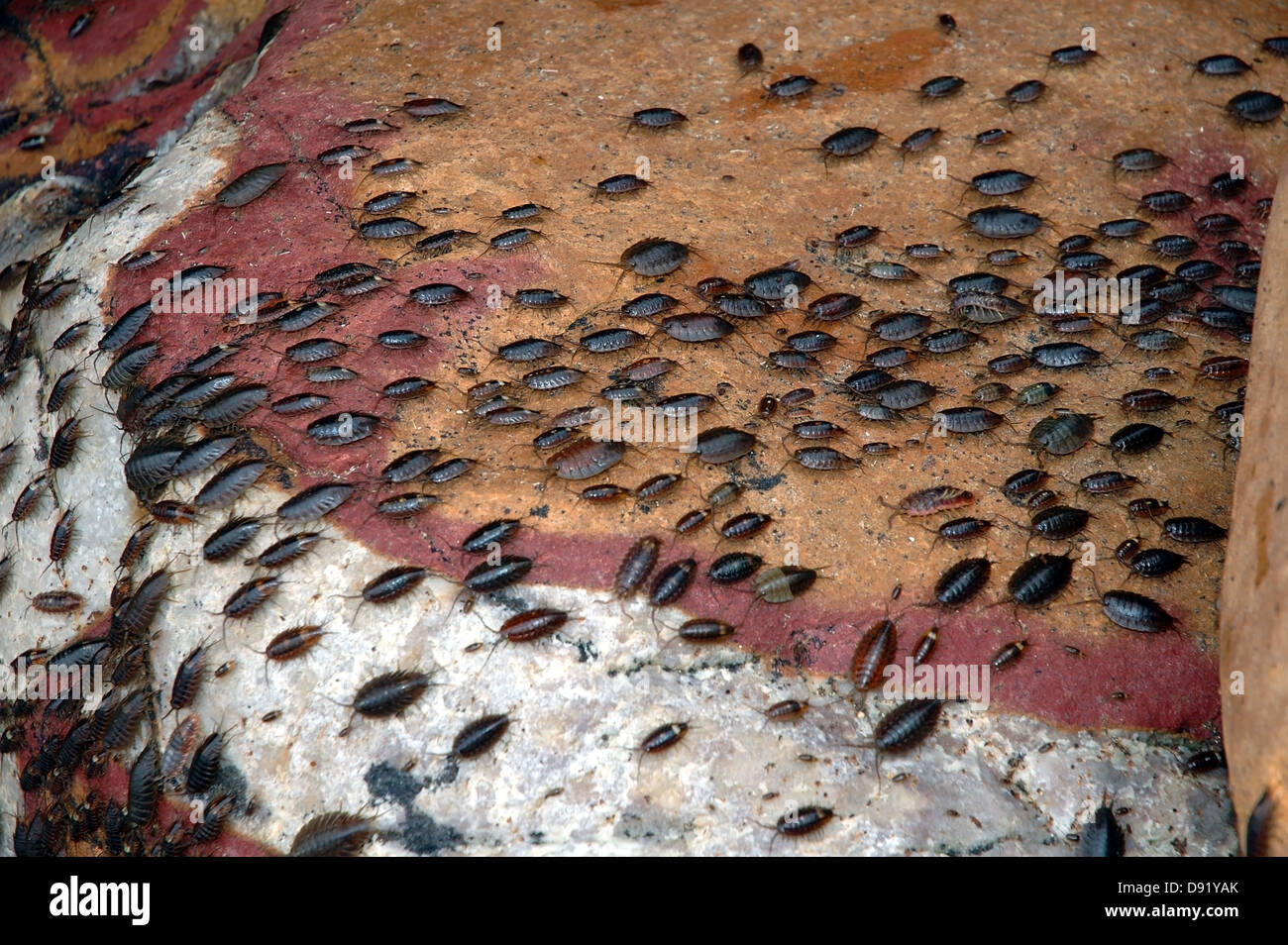 Intertidal isopods moving over rocks at Cape of Good Hope, Table Mountain National Park, South Africa Stock Photo