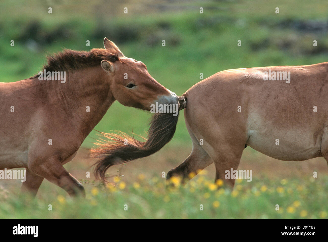 Przewalski horses stallion bites a mares tail Stock Photo Alamy
