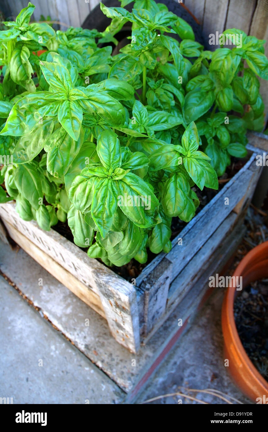 Basil plants growing amongst terracotta pots in homey backyard setting