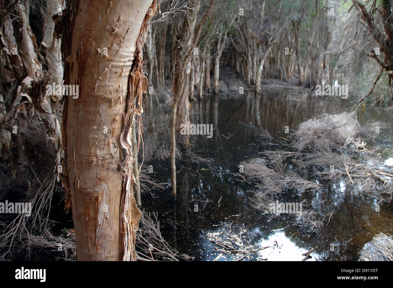 Spooky swamp filled with paperbark trees (Melaleuca sp.), Herdsman Lake Reserve, Perth, Western Australia Stock Photo