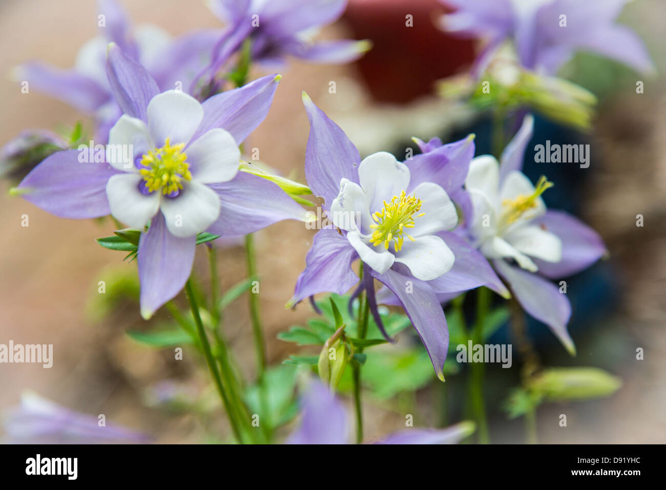 Columbines blooming fresh in the springtime. Colorado state flower