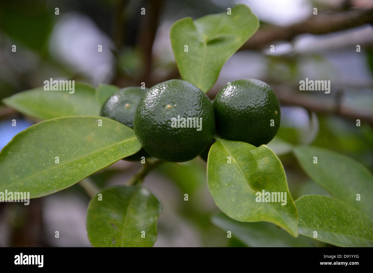 lime fruit crops Stock Photo Alamy
