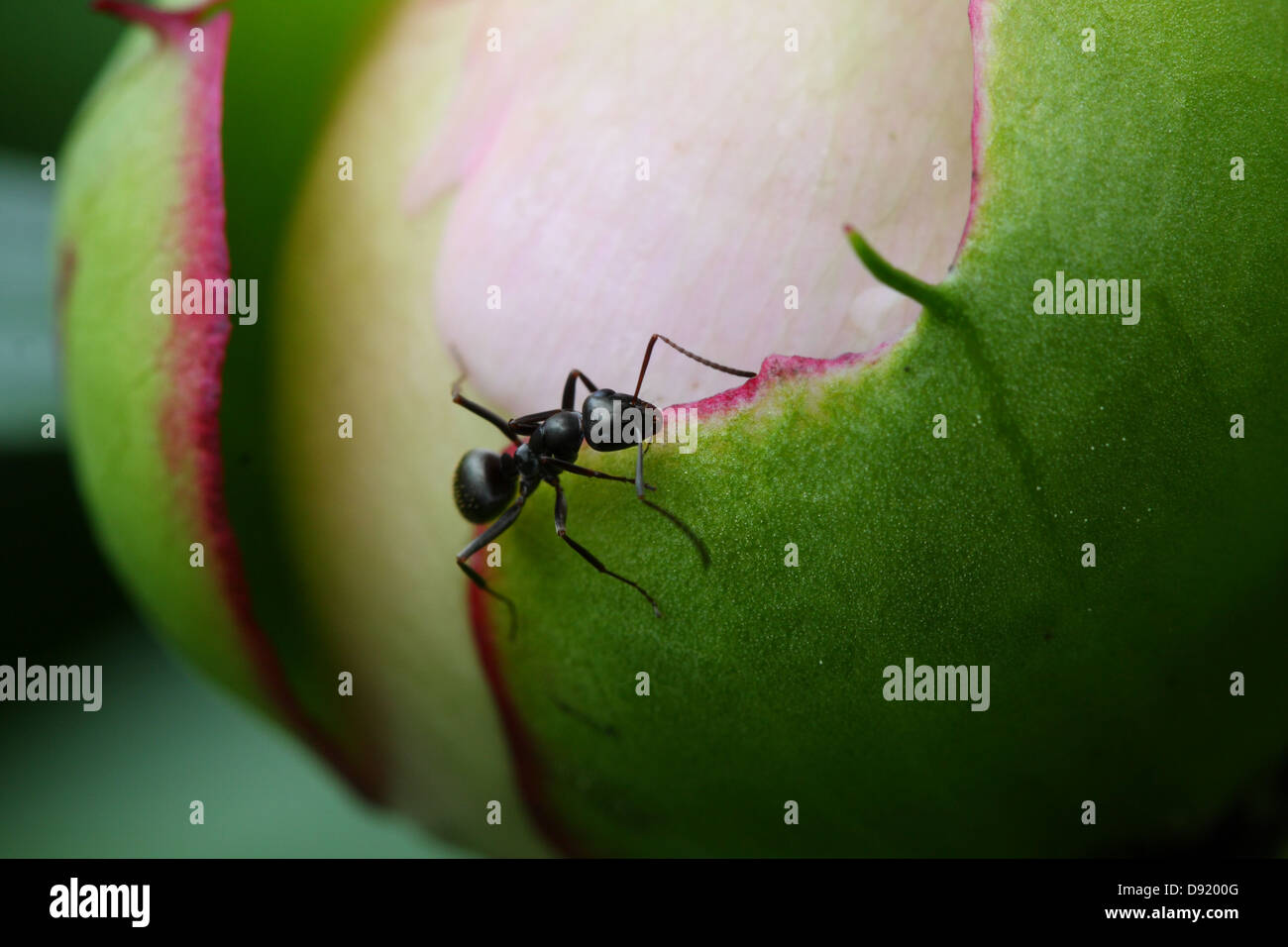 Ant crawling over the peony flower ready to bloom Stock Photo Alamy