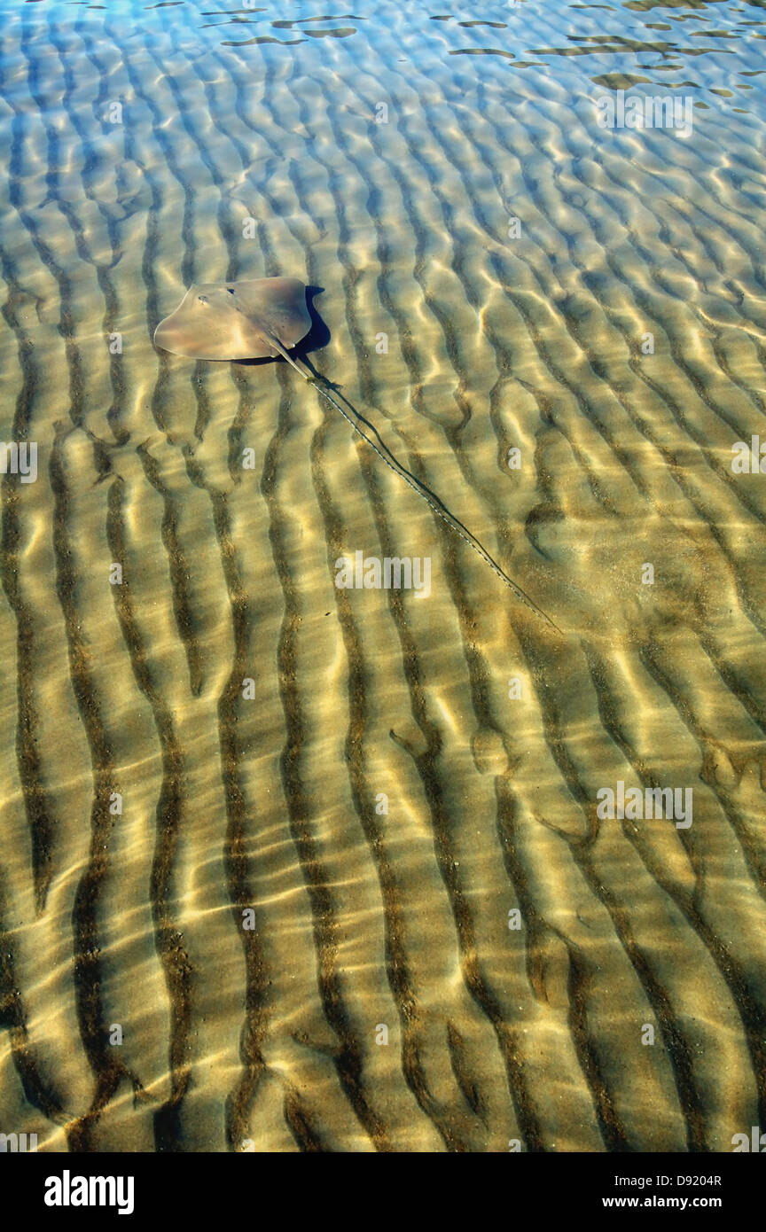 Stingray in shallow water, Daintree coast, Queensland, Australia Stock Photo