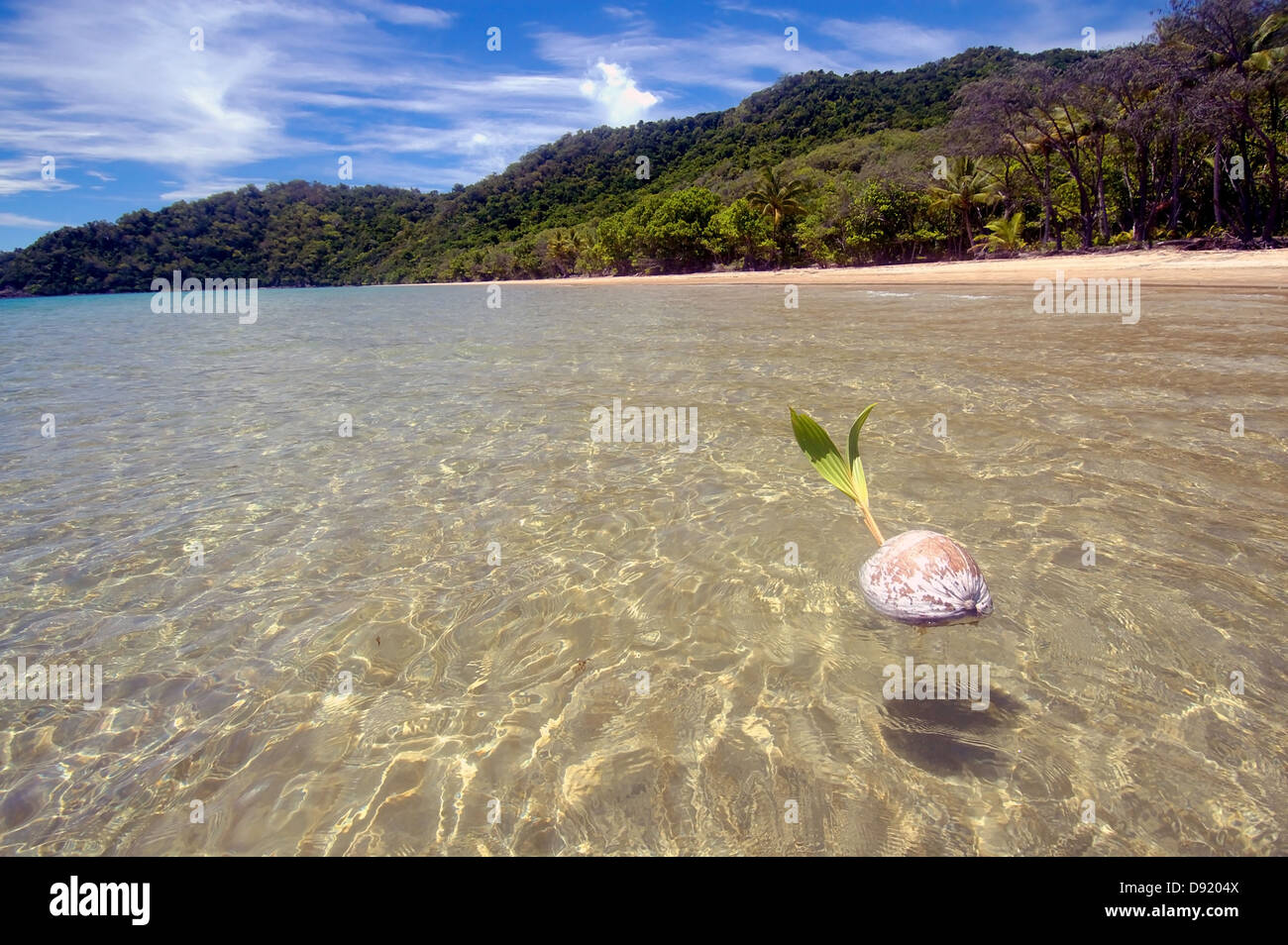 Germinating coconut floats hires stock photography and images Alamy