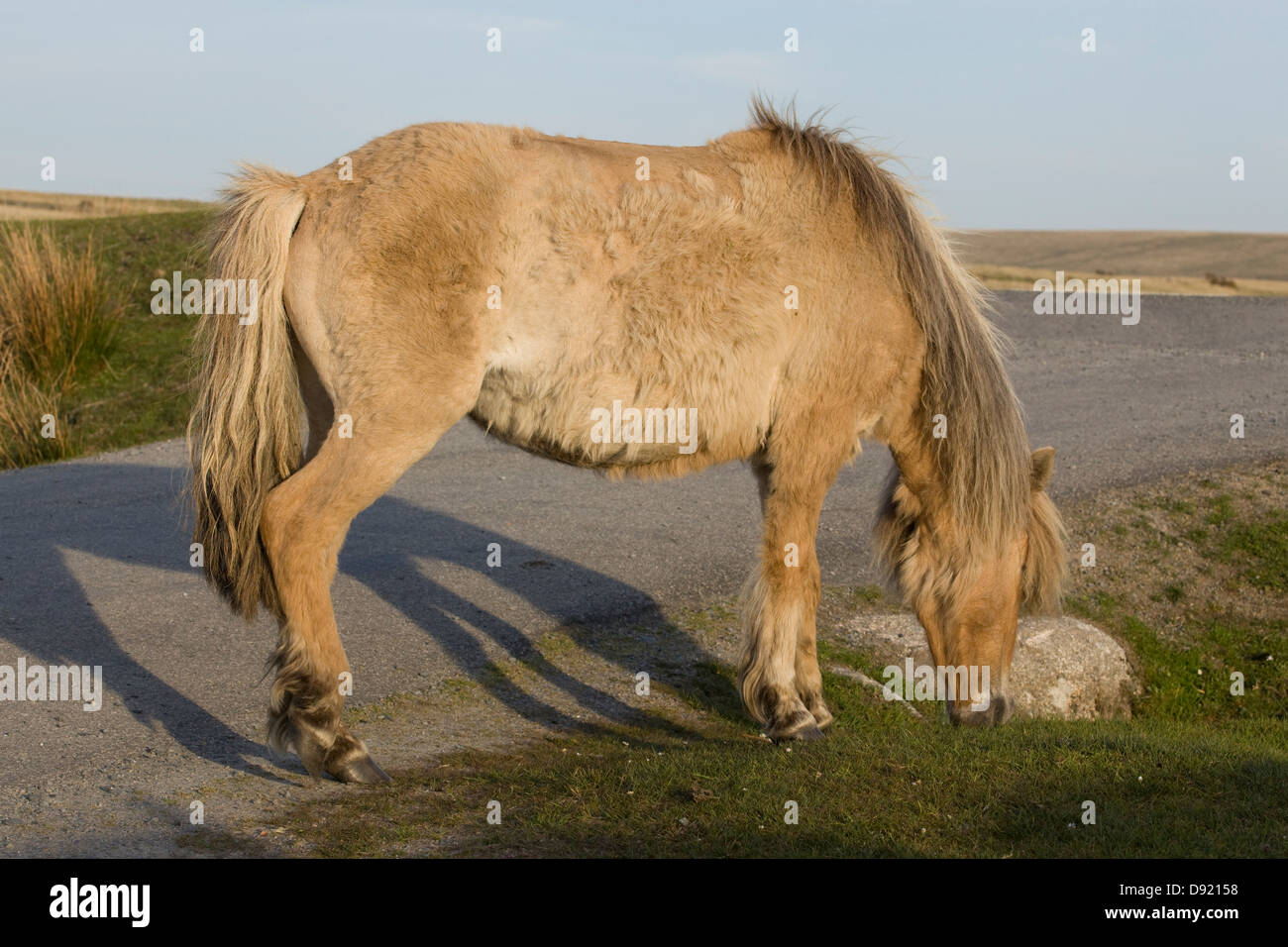 Dartmoor Hill Pony Dartmoor national park Devon England Stock Photo Alamy