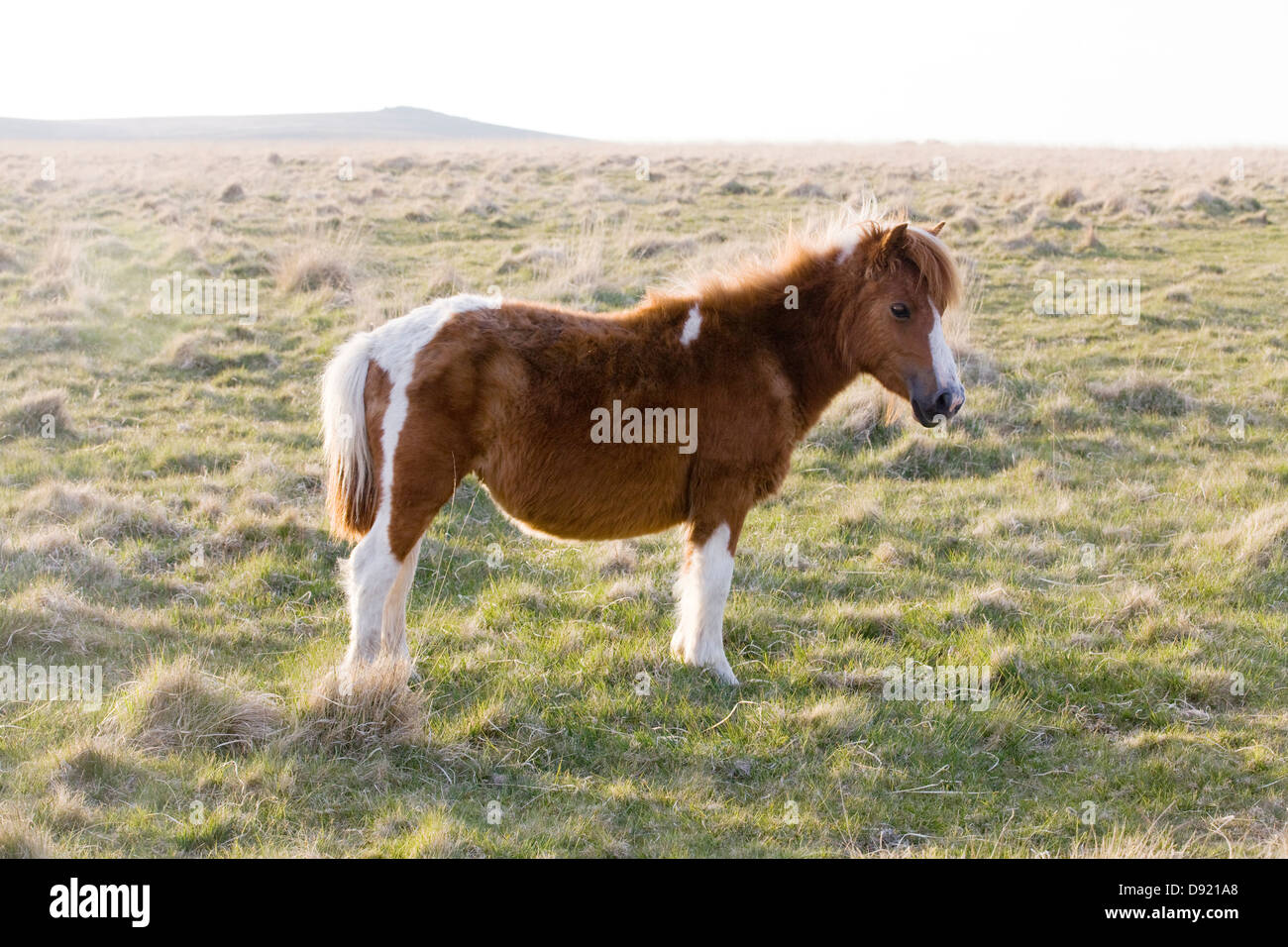 Dartmoor Hill Ponies Dartmoor national park Devon England Stock Photo