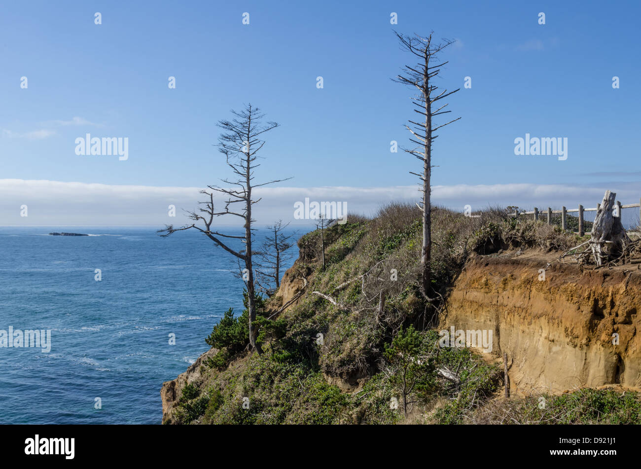 Otter Rock Oregon United States. Dead trees on the coast at Devil's Punchbowl State Park Stock Photo